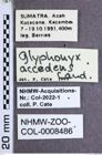 Etikette zu Glyphonyx accedens (NHMW-ZOO-COL-0008486)